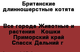 Британские длинношерстные котята - Все города Животные и растения » Кошки   . Приморский край,Спасск-Дальний г.